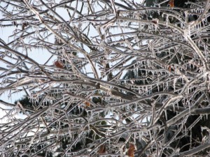 Ice on the trees