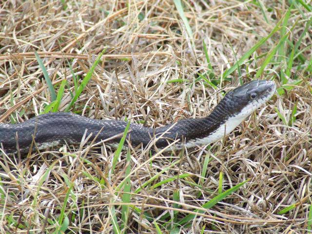 Snake Southern Pines NC back yard