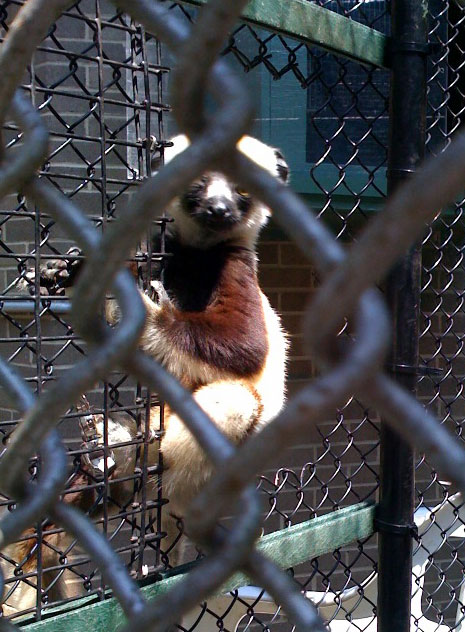 Duke Lemur Center