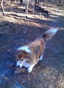 Buddy at Martin Park Southern Pines