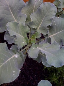 Broccoli in my garden