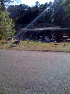 Geese over by my aunt's house