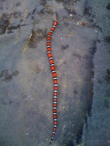 A scarlet kingsnake