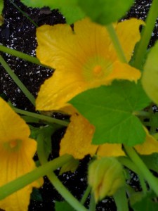 Squash blossoms