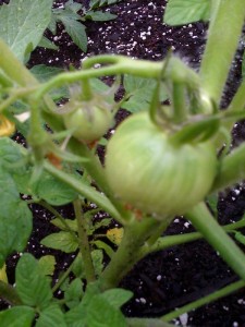 Here come the tomatoes