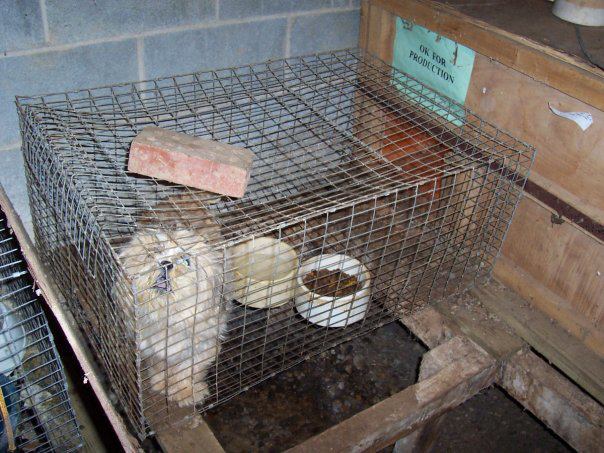 Puppy Mills in North Carolina